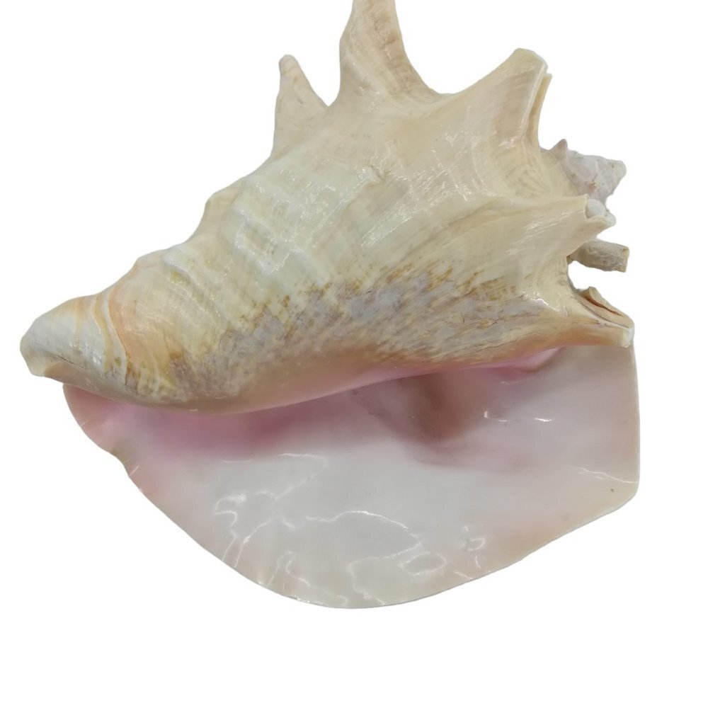 Large Tropical Conch Shell 7" Horned Spiked Pink Coral Nautical Beach Home Decor